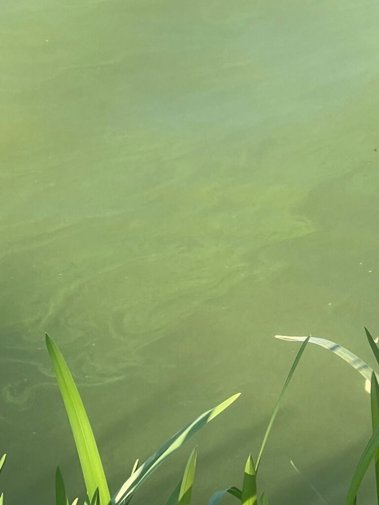 jezero-josava-zagadenje