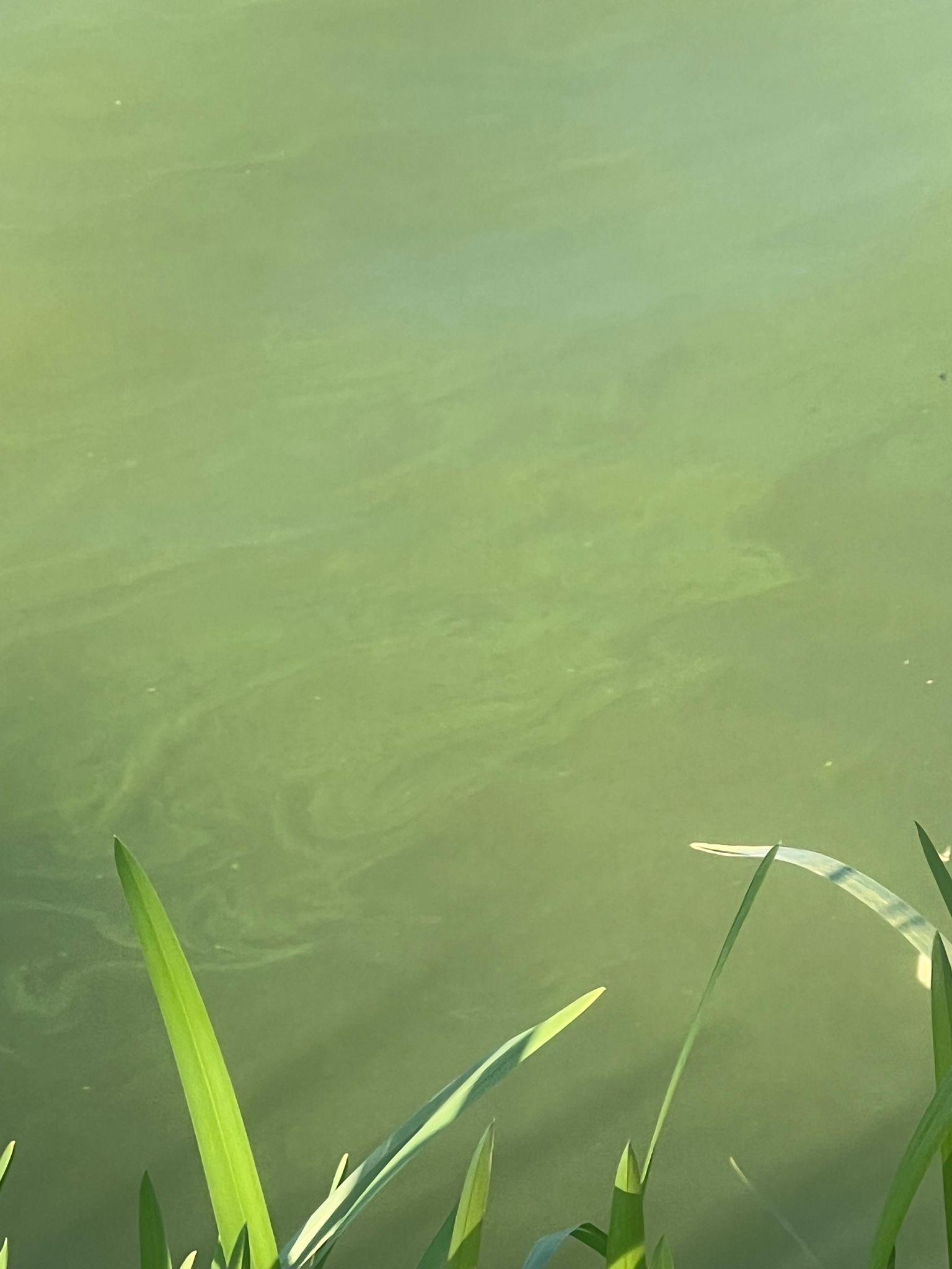 jezero-josava-zagadenje