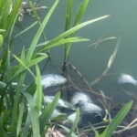 jezero Jošava zagađenje