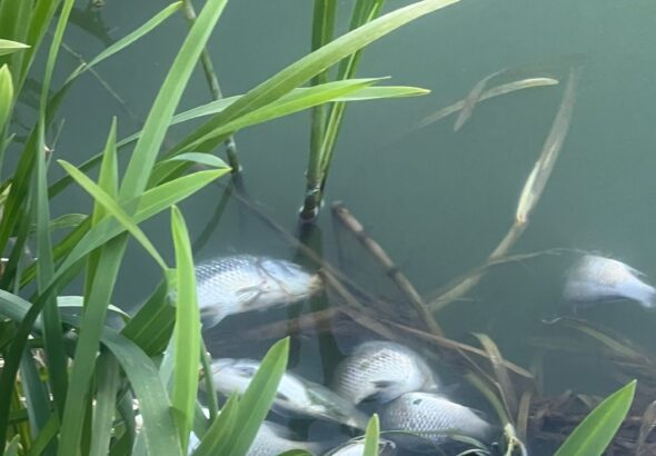 jezero Jošava zagađenje