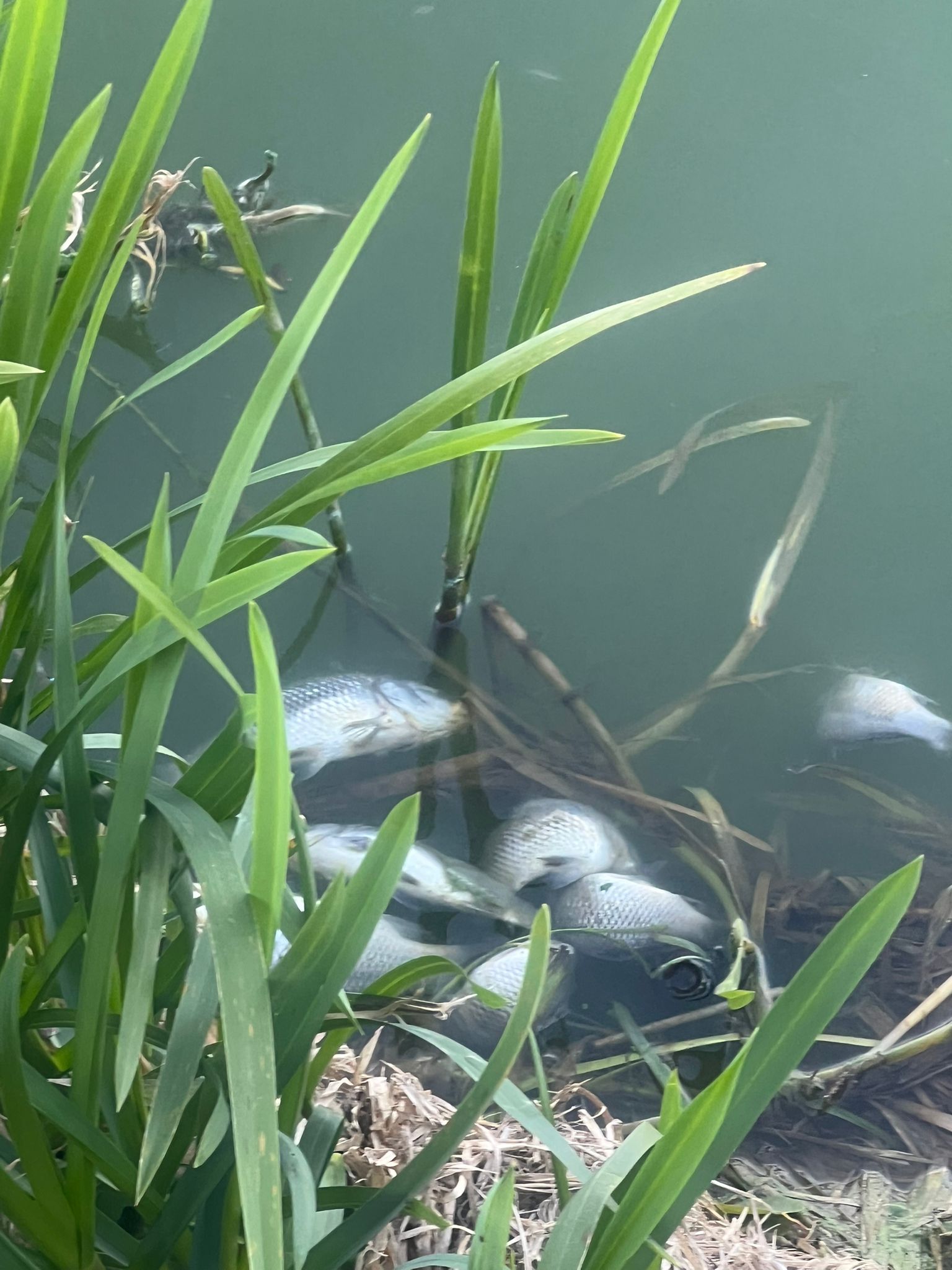 jezero Jošava zagađenje